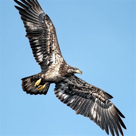 Florida eagles - At that time, Bald Eagles were still on the federal list of Threatened and Endangered Species. With protections, Florida’s population of Bald Eagles grew from less than 100 nesting pairs in the 1970s to 600 by 1992, but the species still faced multiple threats and pressures in Florida from the rapidly growing human population. 